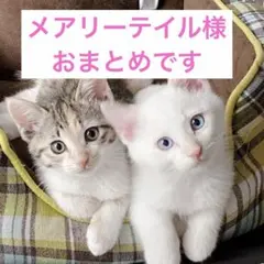 メアリーテイル様 リクエスト 5点 まとめ商品