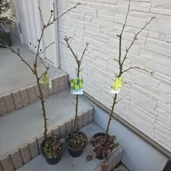 キングサリ 鉢植え 背丈1.1ｍ位6号鉢❗特大発送なんで2000円位の送料込み