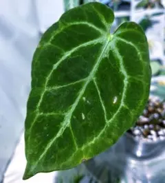 m*n様 Anthurium Pap Var × D&H × Lux 斑入り 実 m*n様 Anthurium Pap Var × D&H × Lux 斑入り 実 - メルカリ