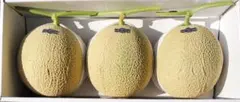 高知産 贈答用 温室マスクメロン 3玉 約6，5Kg 秀品 北海道沖縄発送