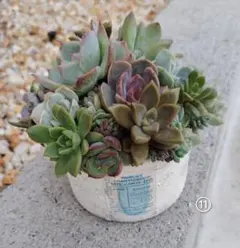 ⑪多肉植物　寄せ植え♡ シルエット、オリビアなど♪
