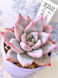 2026年最新】ホリコロ×リンゼアナの人気アイテム - メルカリ