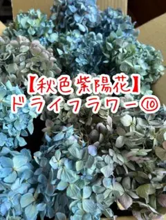 ハンドメイド 秋色紫陽花ドライフラワー⑩アンティーク風