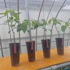 アボカド 接木苗 2種4本セット - メルカリ