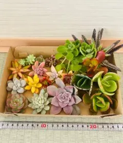 多肉植物カット苗詰め合わせ