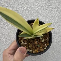 2026年最新】デスメティアーナの人気アイテム - メルカリ