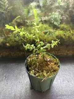 着生ツツジのサムネイル