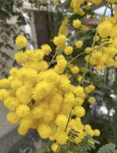 ⑦専用　フレッシュミモザ（スペクタビリス）100サイズ