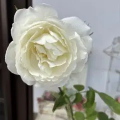 イングリッシュDAローズ 薔薇 バラ苗 Purit# 接木新苗 開花中 入手困難