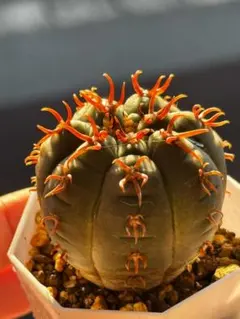 2026年最新】ギムノカリキウム 天平丸の人気アイテム - メルカリ