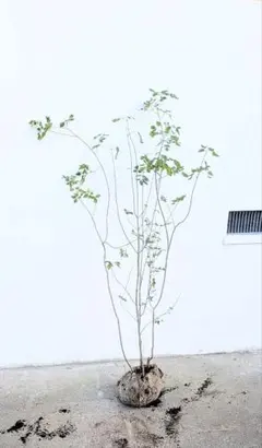 2025年最新】アオダモ 山採りの人気アイテム - メルカリ