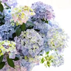 花苗】PW正規品 ラグランジア クリスタルヴェール2 タグ付き 鉢ごと