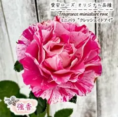 chamichami40様 リクエスト 3点 まとめ商品