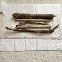 流木5本セット