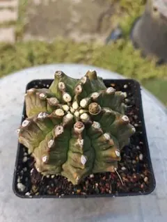 レア ギムノカリキウム SP-G49 抜き苗発送 サボテン多肉植物 - メルカリ