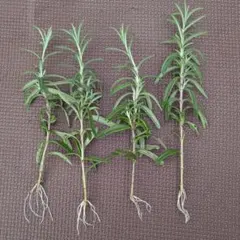 FLY☆KANA様 リクエスト 2点 まとめ商品　ネコポス発送