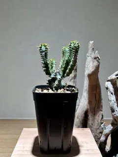 2026年最新】ムランジーナの人気アイテム - メルカリ