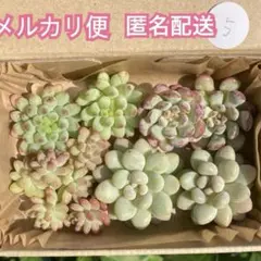 5 花火etc 多肉植物 多肉弁当　詰め合わせ　寄せ植えセット カット苗　セダム