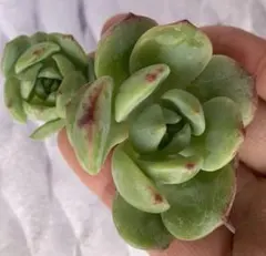 バニラ