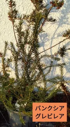 2026年最新】グレビレアの人気アイテム - メルカリ