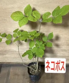 2025年最新】アオダモ 種の人気アイテム - メルカリ