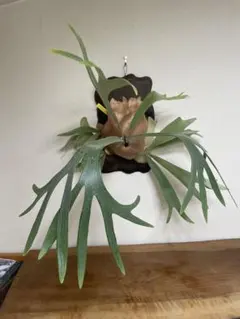 Mt.lewis × bifrcatum' Hybrid ビカクシダ 大株 - メルカリ