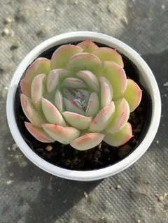多肉植物 ピーチゼリー - メルカリ