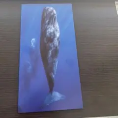 パトリックとクジラ　パンフレット