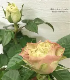 ぬーほーcustom様 リクエスト 3点 まとめ商品