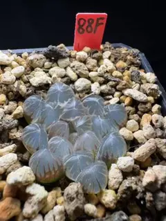 114b 多肉植物 ハオルチア 白狐オブツーサ錦糊斑 自家繁殖 抜き苗発送