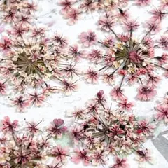 押し花素材＊レースフラワー マルチカラー6