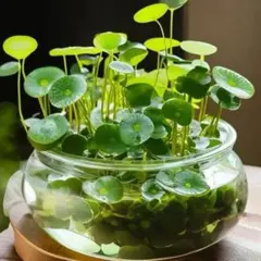 ゆあ様専用です♥ 水草 ウォーターマッシュルーム 2セットのサムネイル