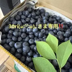 生ブルーベリー　3kg　農薬不使用栽培　愛媛県産　朝摘み　常温発送 生ブルーベリー 3kg 農薬不使用栽培 愛媛県産 朝摘み 常温発送 - メルカリ