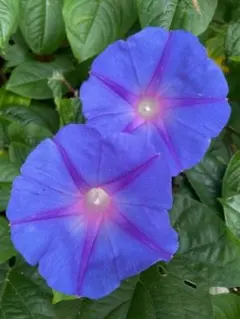 ✴︎【花の苗】ヒメツルニチニチ草⭐️ビンカミノール⭐️グランド