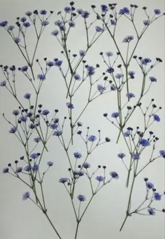 とと様 リクエスト 5点 まとめ商品