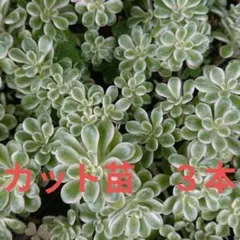 浜万年草錦 カット苗 ３本