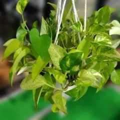 ポトス ハンギング 観葉植物のサムネイル