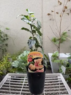 2段咲きハイビスカス⑤ フラミンゴ オレンジ色 挿し木苗 - メルカリ
