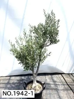 2025年最新】オリーブ 古木の人気アイテム - メルカリ