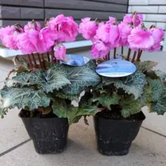 2026年最新】シクラメン スワンの人気アイテム - メルカリ