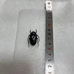 2026年最新】カナブン標本の人気アイテム - メルカリ