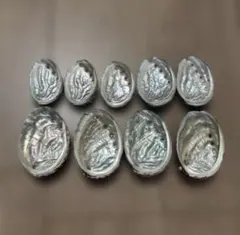 アワビ 貝殻 9個セット
