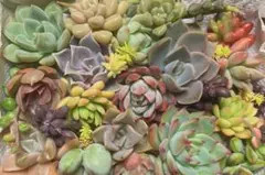 多肉植物詰め合わせ　エケベリア セダム　カット苗　多肉弁当　寄せ植え