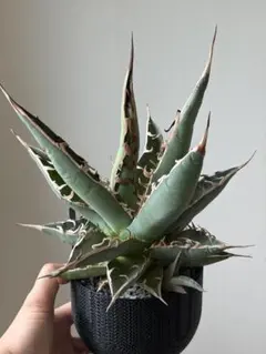 レア アロエ エリナケア 大株 美株 aloe 多肉 - メルカリ