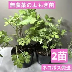 れっくす様 リクエスト 2点 まとめ商品