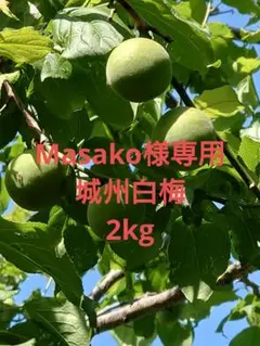 Masako様専用　城州白梅　2kg