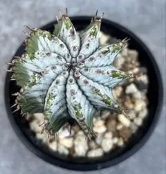 2025年最新】ゼブラホリダの人気アイテム - メルカリ