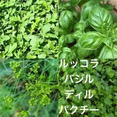 ルッコラ、バジル、ディル、パクチーの種セット【匿名配送】