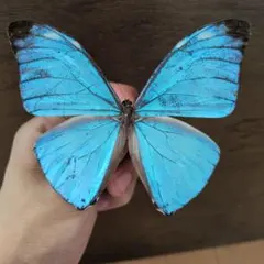 ブラジル産 タイヨウモルフォ 蝶 昆虫 標本 - メルカリ