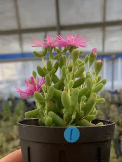 みさきママ様 リクエスト 2点 まとめ商品